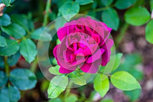 Fragrant Rose in Full Blossom