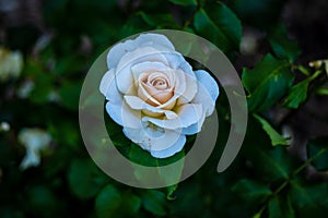 Fragrant Rose in Full Blossom