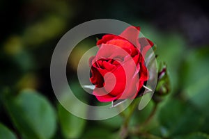 Fragrant Rose in Full Blossom