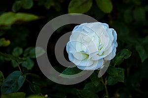 Fragrant Rose in Full Blossom