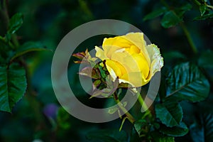 Fragrant Rose in Full Blossom