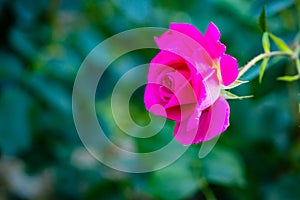 Fragrant Rose in Full Blossom