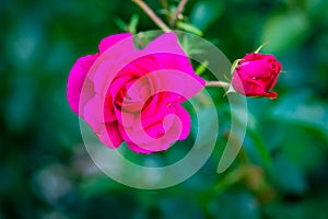 Fragrant Rose in Full Blossom