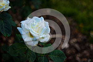 Fragrant Rose in Full Blossom