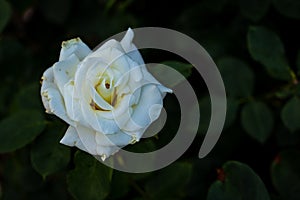 Fragrant Rose in Full Blossom