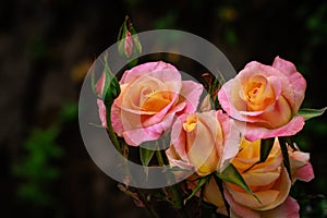 Fragrant Rose in Full Blossom