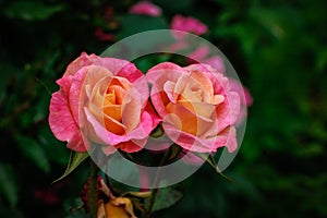 Fragrant Rose in Full Blossom