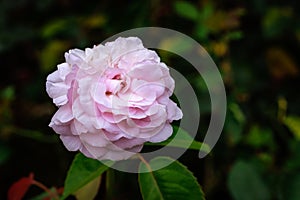 Fragrant Rose in Full Blossom