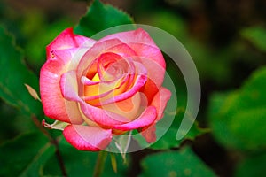 Fragrant Rose in Full Blossom