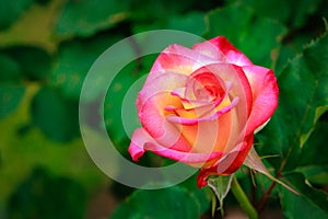 Fragrant Rose in Full Blossom