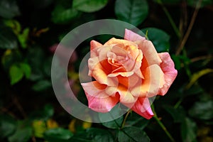 Fragrant Rose in Full Blossom