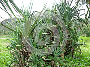 Fragrant Screwpine tree Pandanus fascicularis, Pandanus odorifer, Pandanus tectorius with nature background.