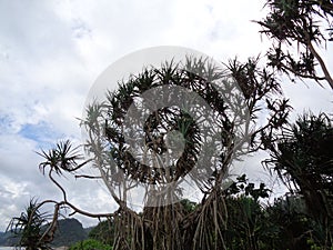 Fragrant Screwpine tree Pandanus fascicularis, Pandanus odorifer, Pandanus tectorius with nature background.