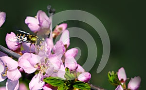 The fragrant smell of flowering peach attracted the attention of the bee