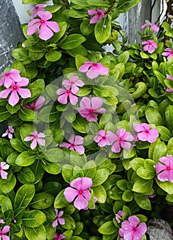 The fragrant smell produced by geranium flowers is not liked by mosquitoes