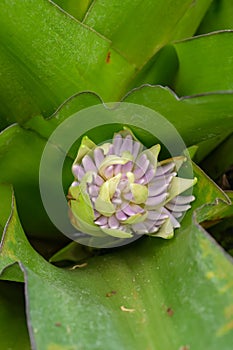 Fragrant Snailthread Cochliostema odoratissimum budding flowers