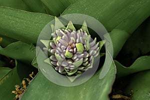 Fragrant Snailthread Cochliostema odoratissimum cluster of budding flowers