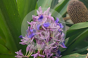 Fragrant Snailthread Cochliostema odoratissimum magenta-blue flowers