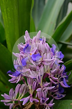 Fragrant Snailthread Cochliostema odoratissimum violet-blue flowers