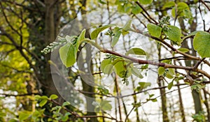 FRAGRANT SNOWBELL Styrax obassia branch with buds