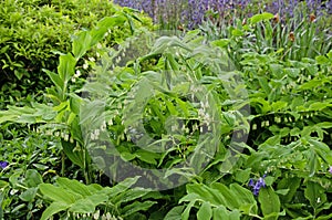 Fragrant Solomon\'s seal, Polygonatum odoratum