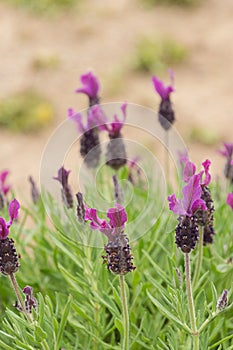 Fragrant spanish lavender lavandula Stoechas flowing close-up