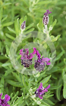 Fragrant spanish lavender lavandula Stoechas flowing close-up