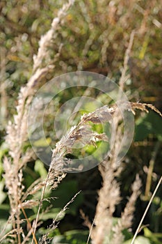Fragrant spikelet ordinary