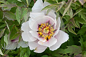 A fragrant spring peony with perfectly white leaves