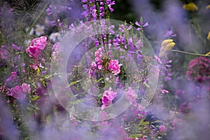 fragrant sunny flower mix