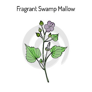 Fragrant Swamp Mallow Pavonia odorata , medicinal plant photo