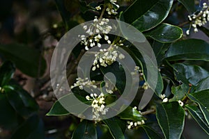 Fragrant tea olive Silver osmanthus flowers. Oleaceae evergreen tree.