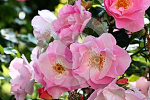 Fragrant tender roses delight visitors to the park