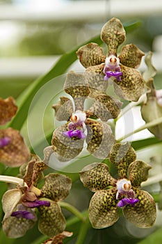 Fragrant Vanda Orchid, Vanda Mimi Palmer photo