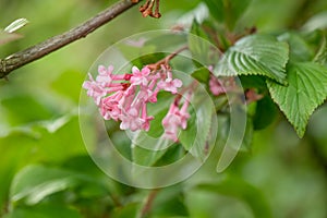 Fragrant Viburnum farreri, close-up pink flowers