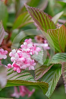 Fragrant Viburnum farreri, close-up pink inflorescence