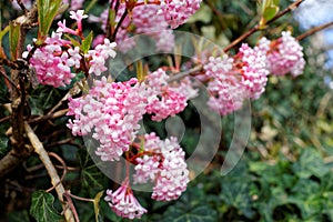 Fragrant Viburnum white-pink blossoms nature in detail