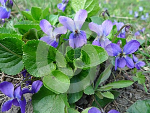 Fragrant violets wild flower
