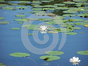 Fragrant Water Lilies