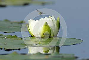 Fragrant Water Lily and Bee photo