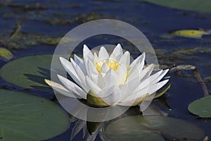 Fragrant Water Lily Blooming on a Lake