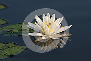 Fragrant Water Lily with Lily Pads