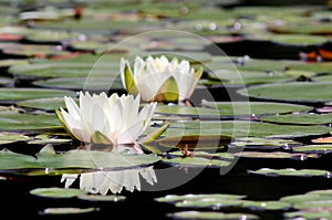 Fragrant Water Lily - Nymphaea odorata photo