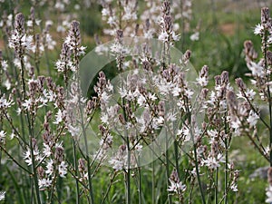 Fragrant white asphodel flowers on a background of green grass in a meadow on a sunny spring day. The flower of oblivion in