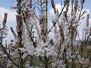 Fragrant white asphodel flowers on a background of green grass in a meadow on a sunny spring day. The flower of oblivion in