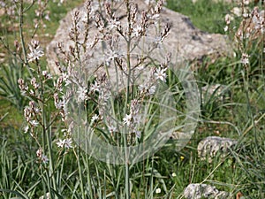 Fragrant white asphodel flowers on a background of stones in a meadow on a sunny spring day. The flower of oblivion.