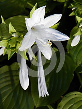 Fragrant white blossoms of Royal Standard Hosta
