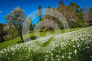 Fragrant white daffodil flowers on the green meadow in Slovenia