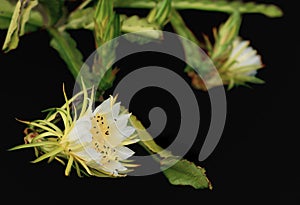 Fragrant White Dragon Fruit Flower