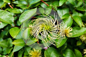 Fragrant white flowers of Clematis flammula or clematis Manchurian in summer garden closeup